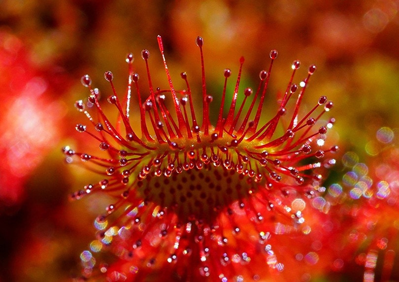 Carnivorous Plant