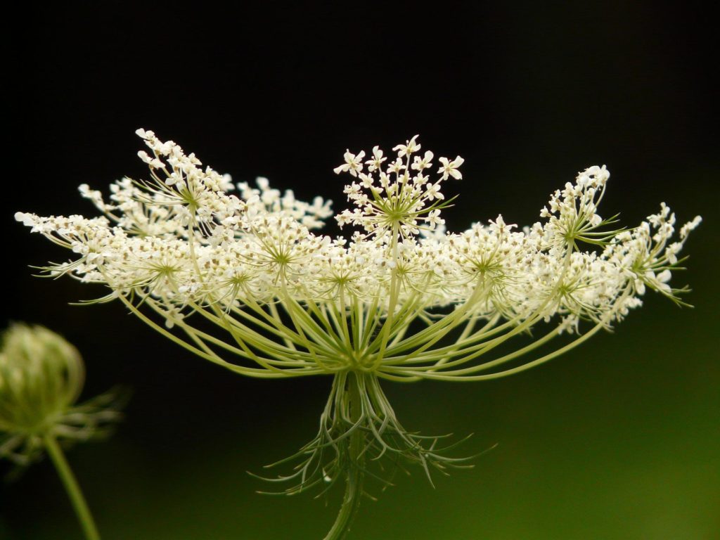 Carrot Tops