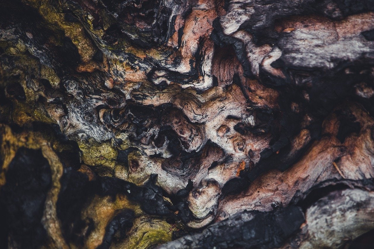 Charred Wood