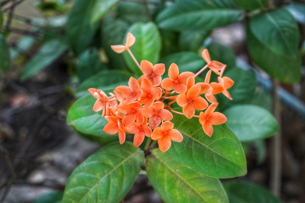 Chinese Evergreen