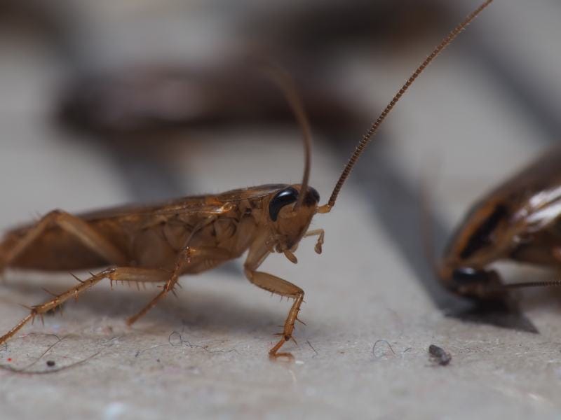 Close up shot of cockroach that trapped on a sticky trap