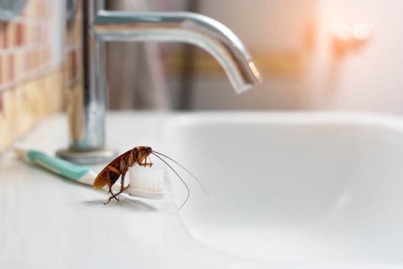 Cockroaches on the toothbrush on the bathroom sink_