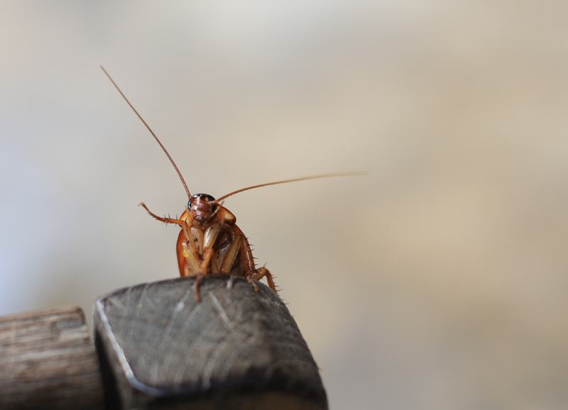 Cockroaches on the wood close up