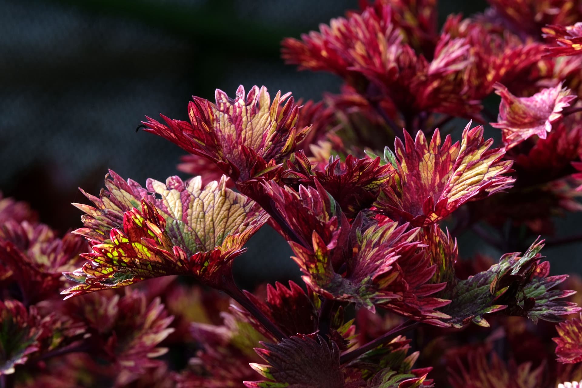 Coleus