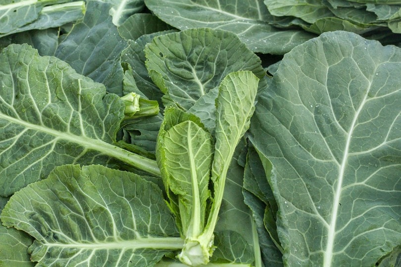 Collard Greens