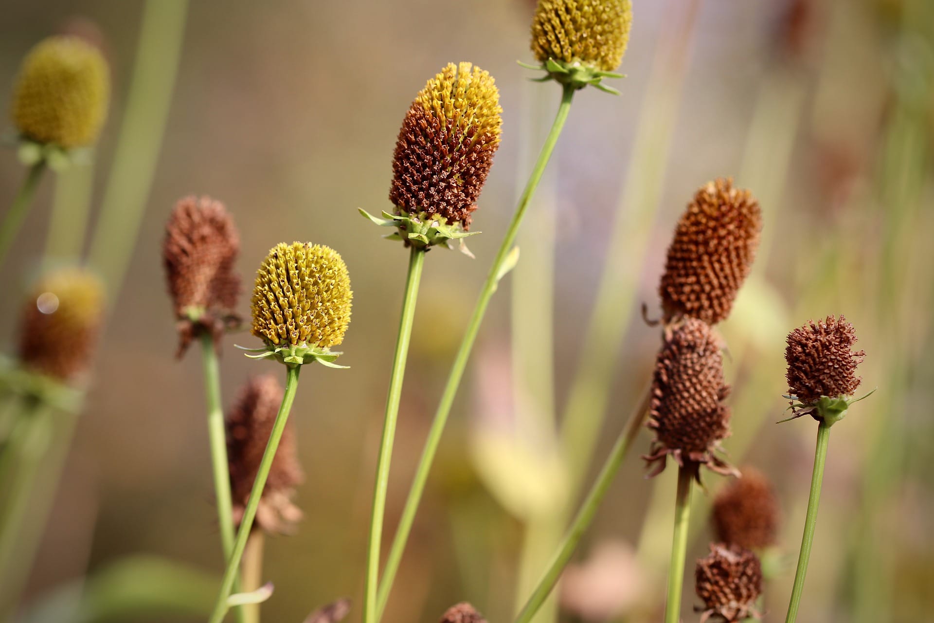 Coneflower