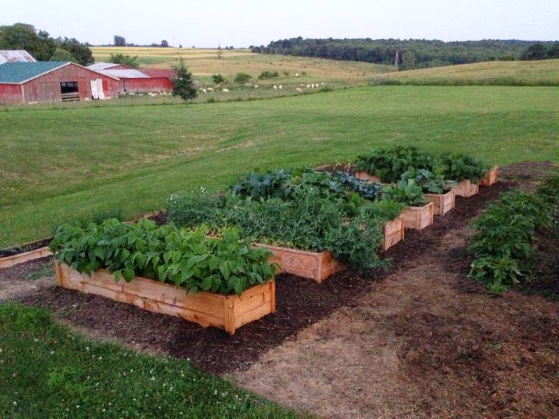 DIY cedar raised garden beds made from fence pickets