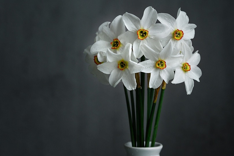 Daffodil
