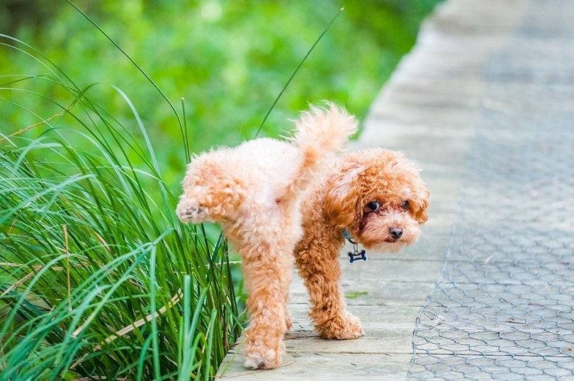 Dog-Pee-on-Grass