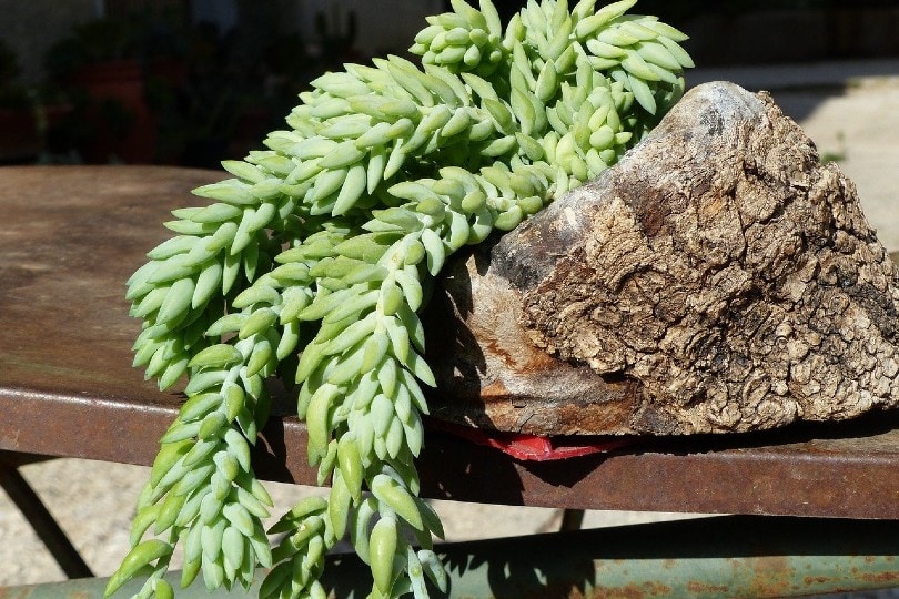 Donkey Tail Plant