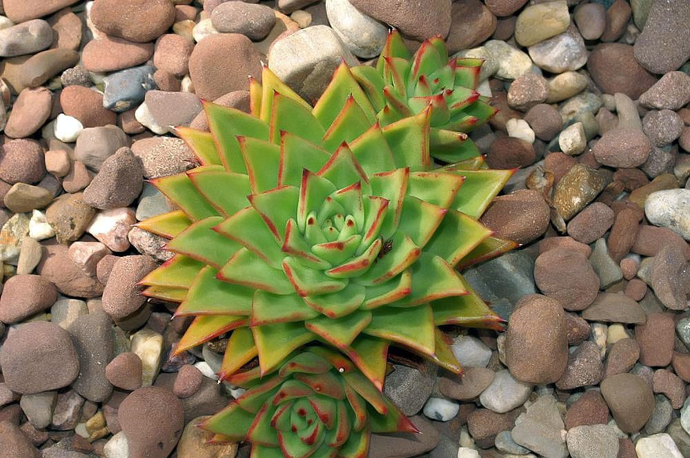Echeveria agavoides 0zz