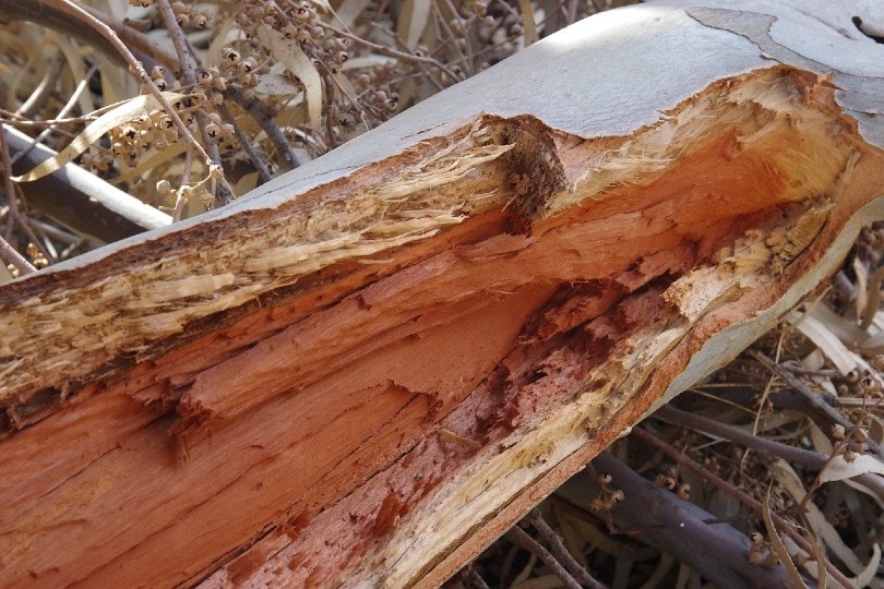 Eucalyptus wood