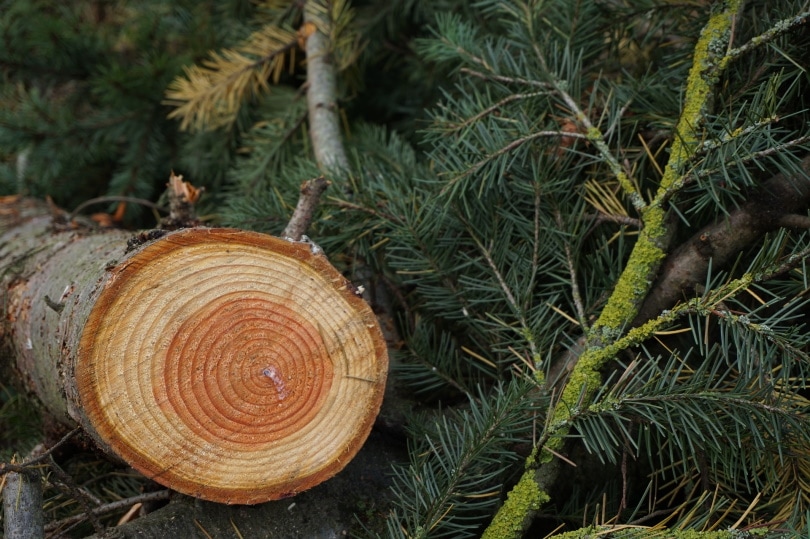 Fir wood