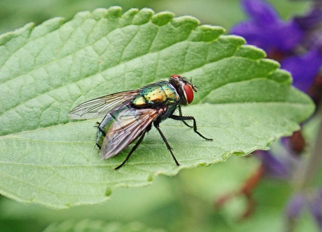 Flies