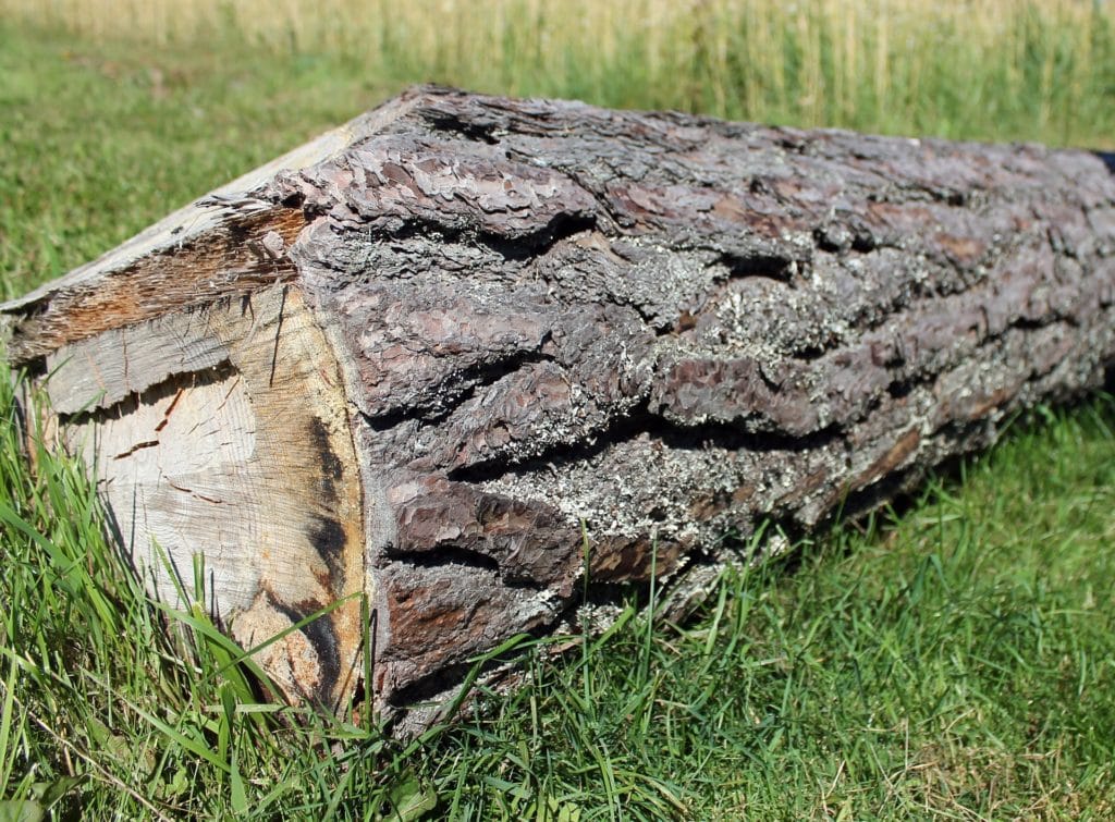 Green Lumber