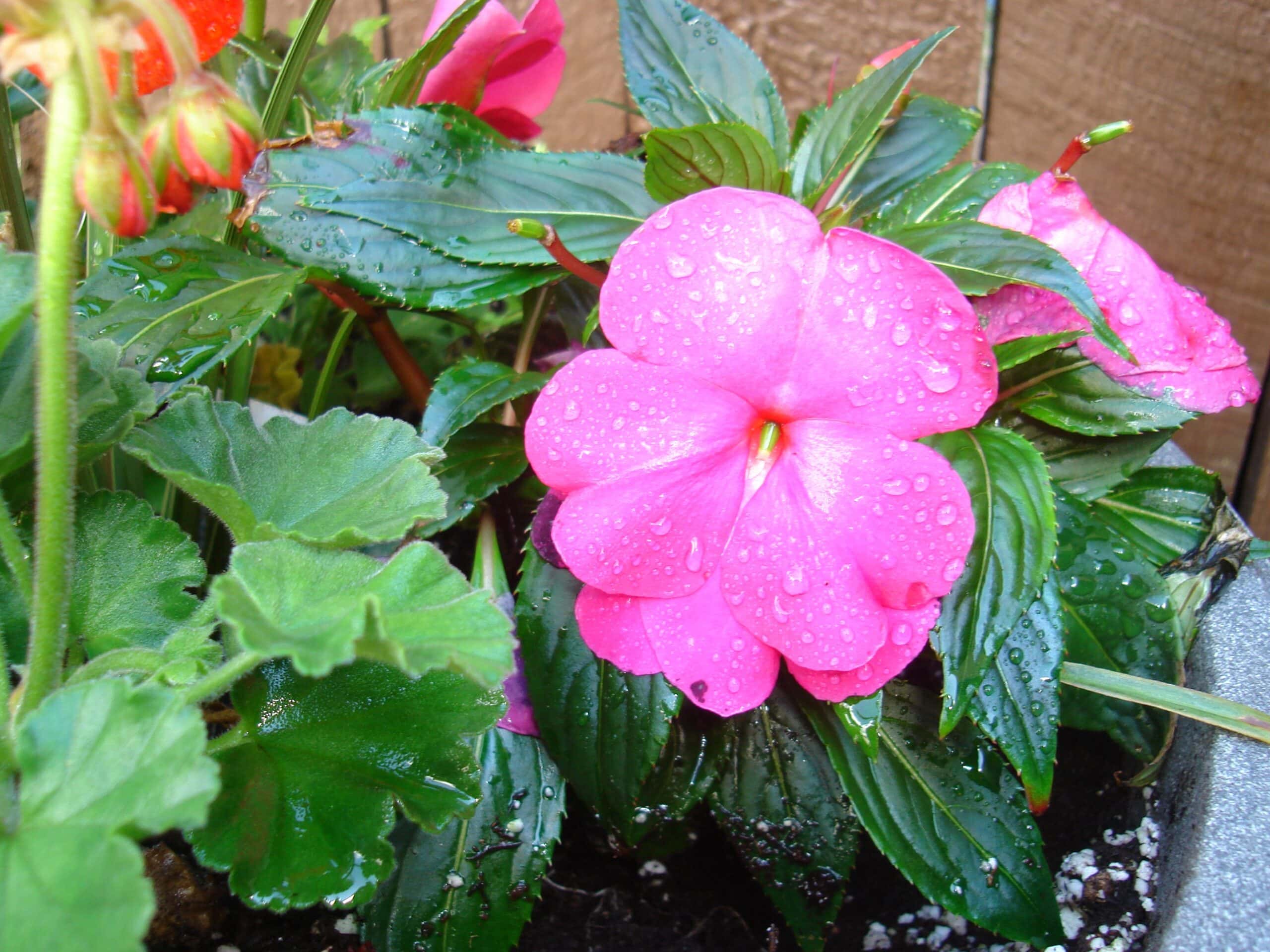 Impatiens flower