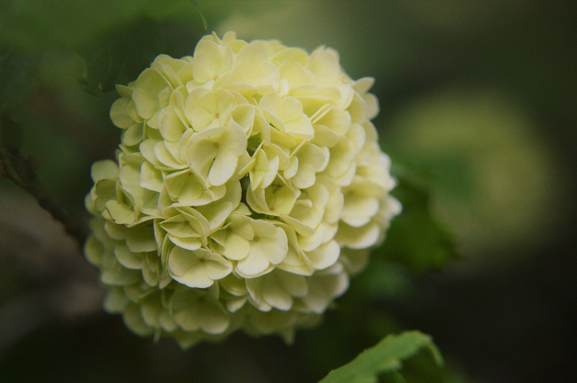 Japanese Snowball