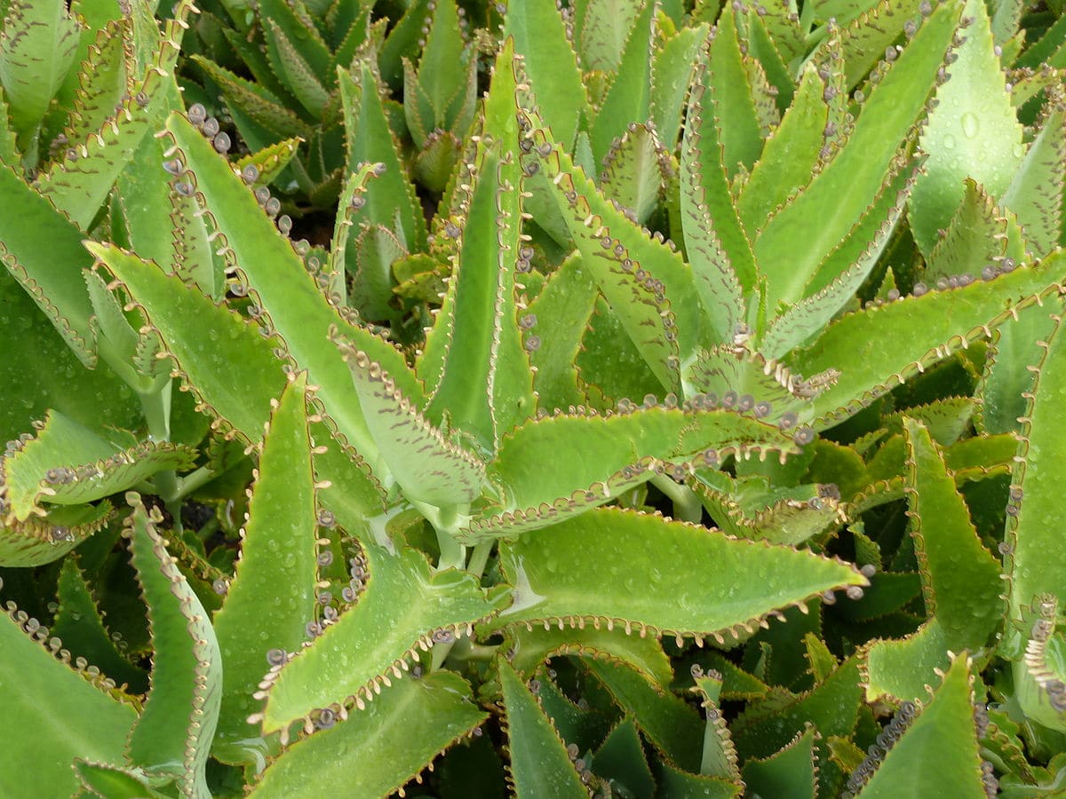 Kalanchoe daigremontiana, Universiteit van Pretoria