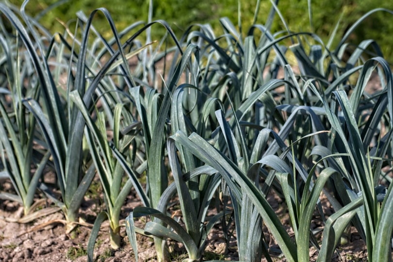 Leeks vegetable