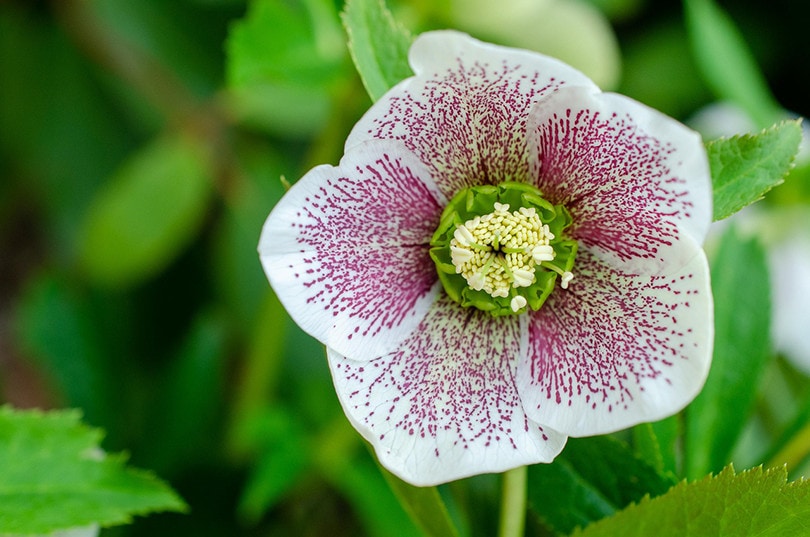 Lenten Rose