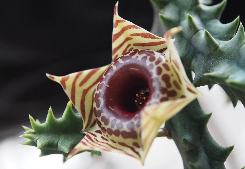 Lifesaver Plant
