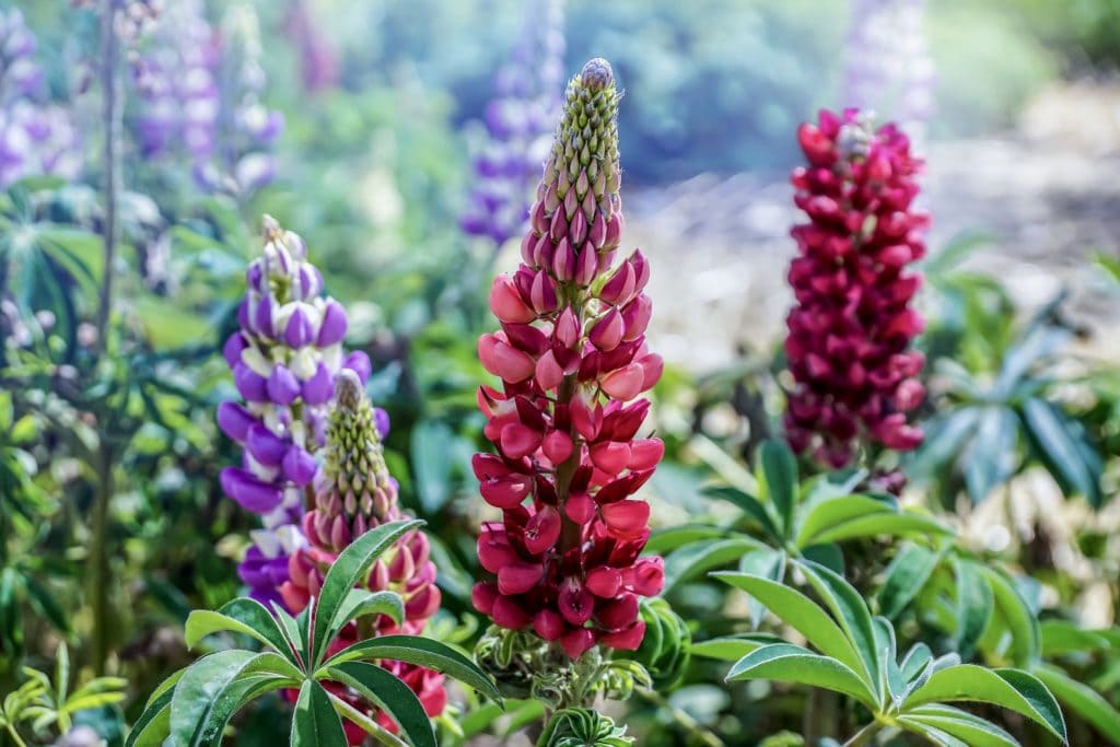 Lupine