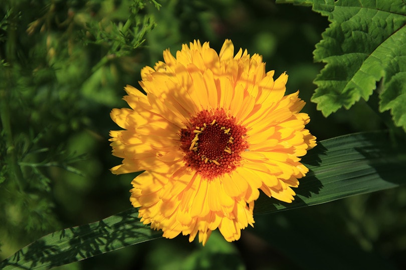 Marigolds