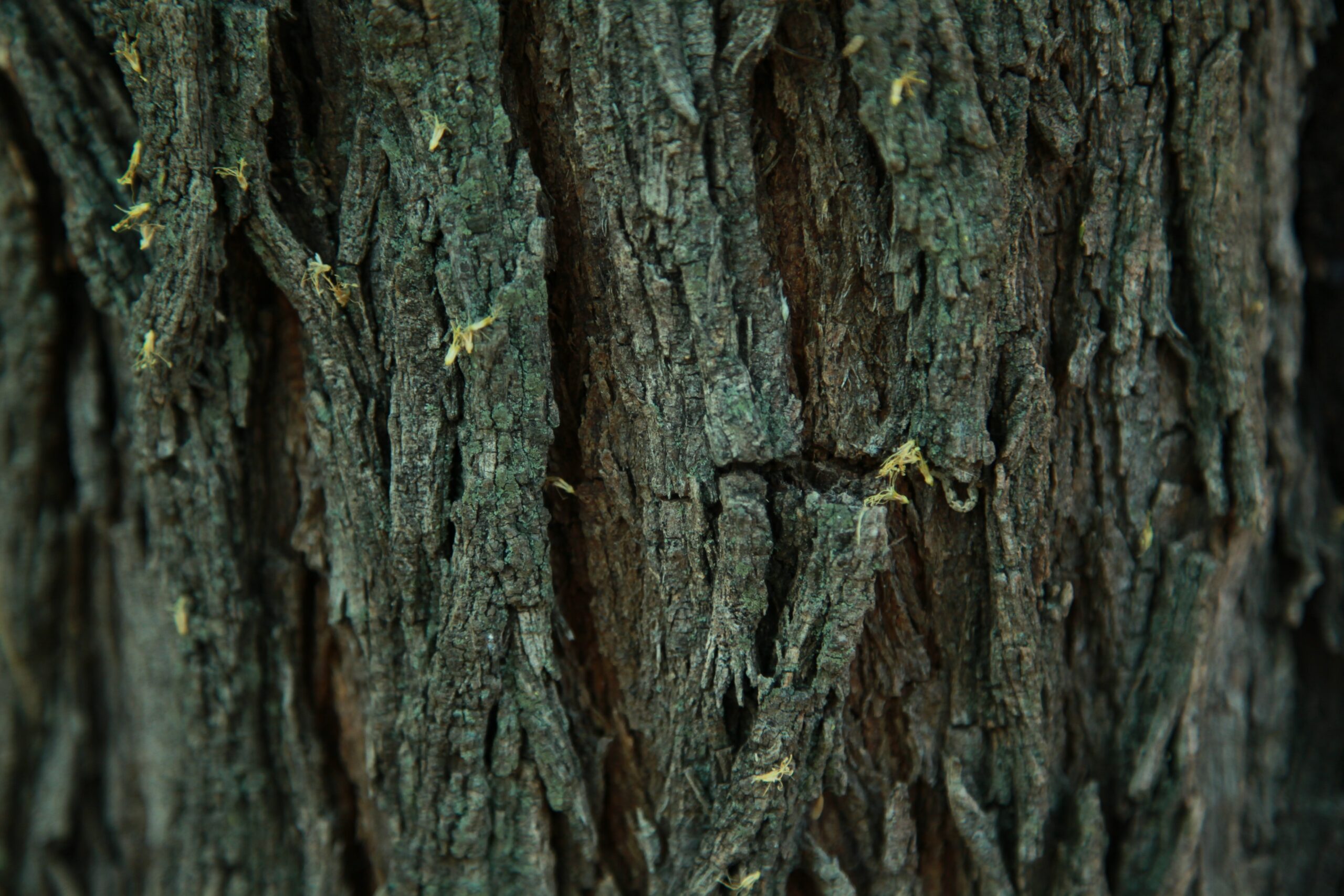 Mesquite Wood