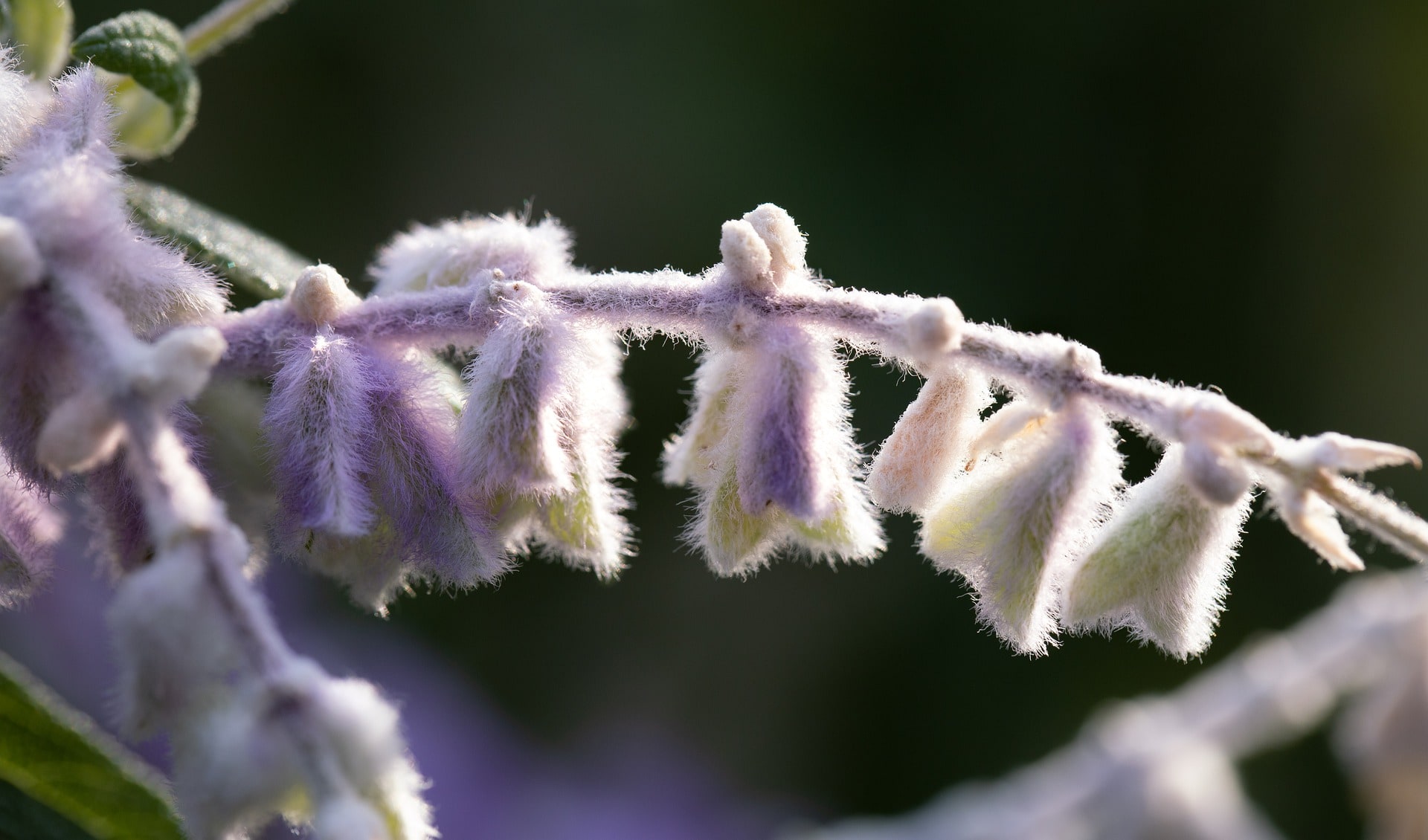 Mexican Bush Sage