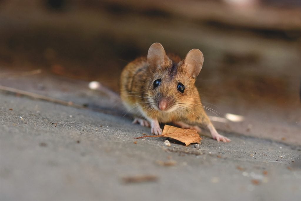 Mouse