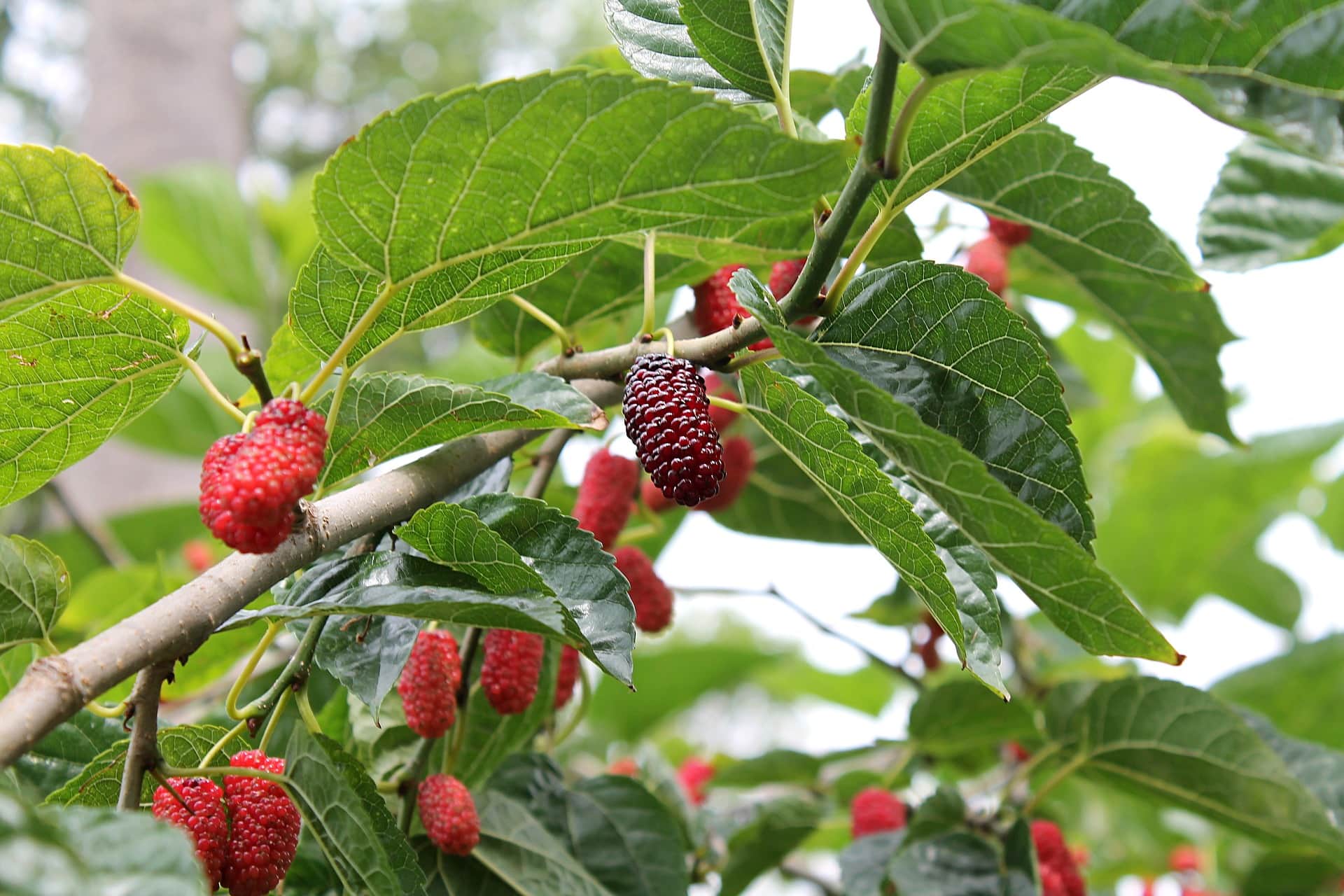 Mulberry Tree