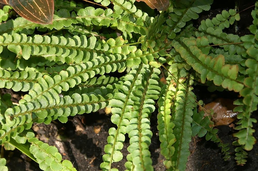 Nephrolepis cordifolia Lemon Buttons 0zz