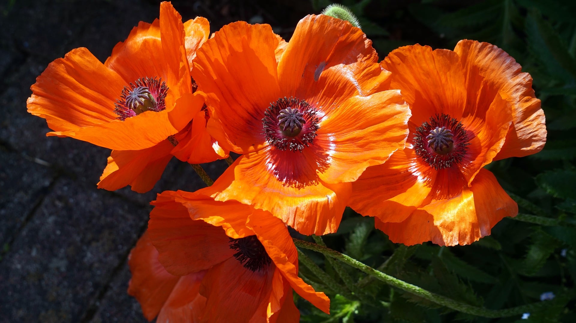 Oriental Poppy