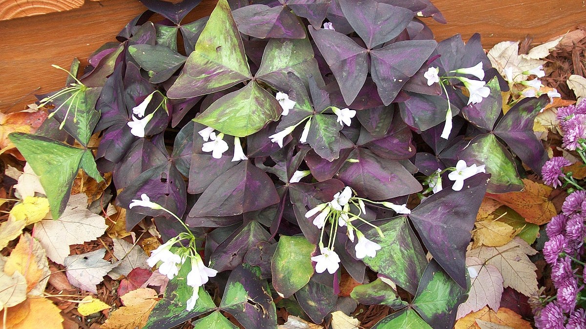Oxalis Triangularis