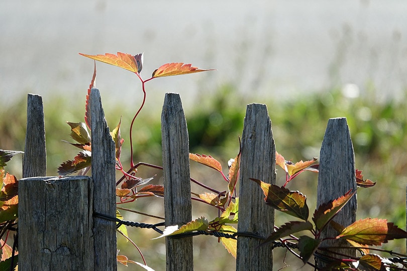 Picket Fence