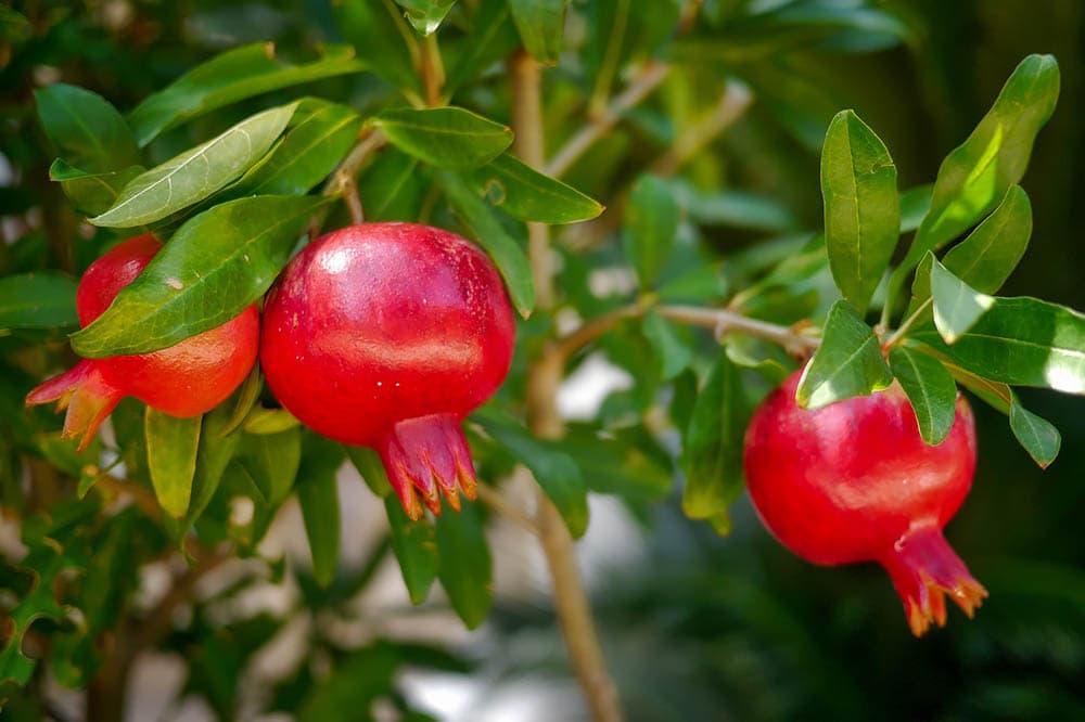 Pomegranate tree close up