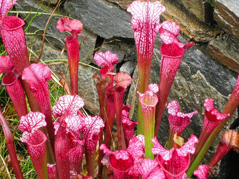 Purple Pitcher Plant