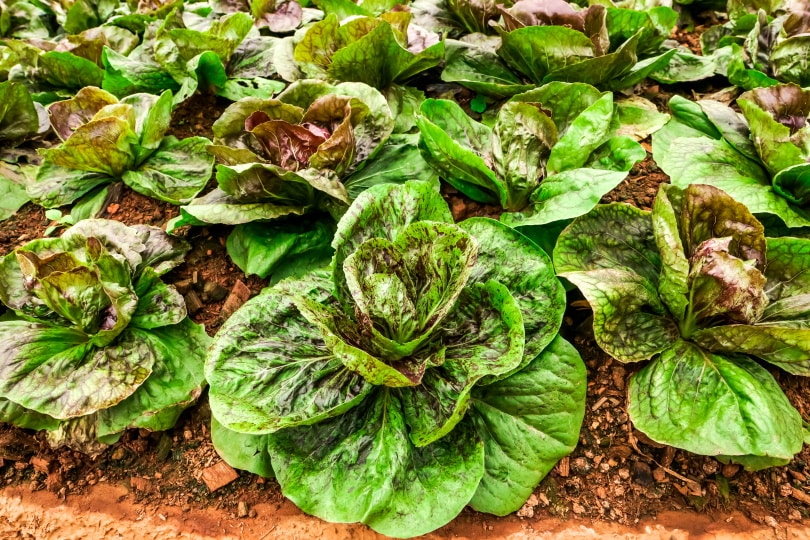 Radicchio plant