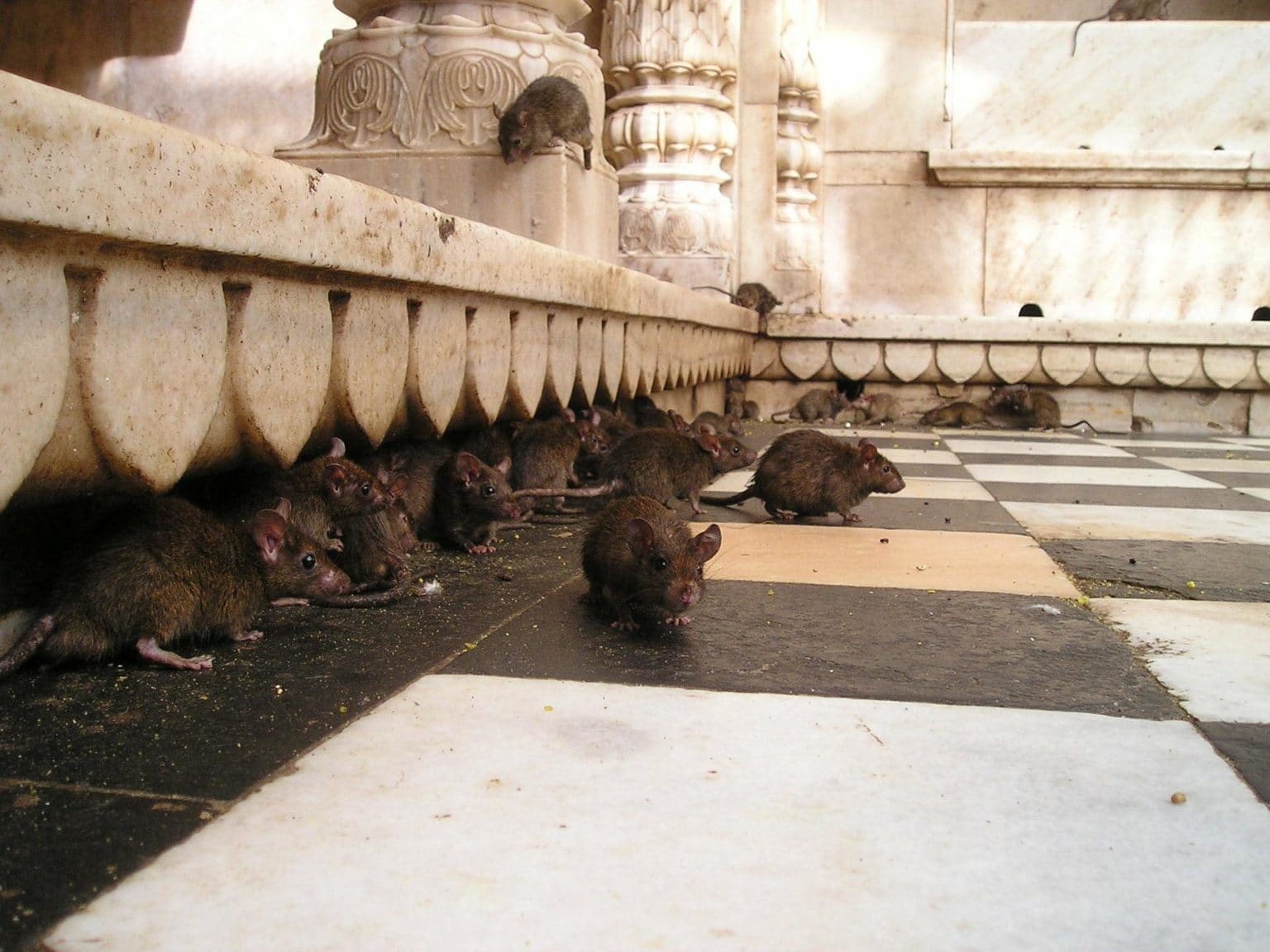 How to Tell How Many Rats Are In Your House (4 Key Steps) | Home Grail