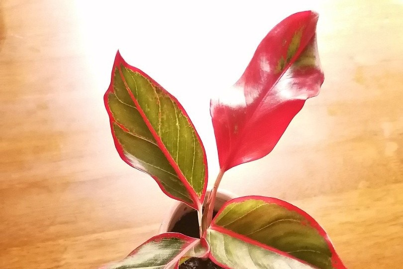 Red Aglaonema
