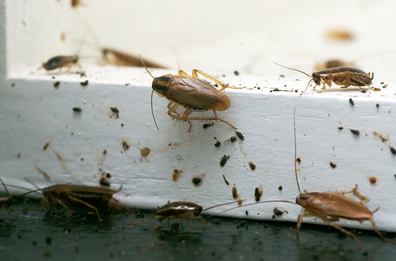 Roach Infestation