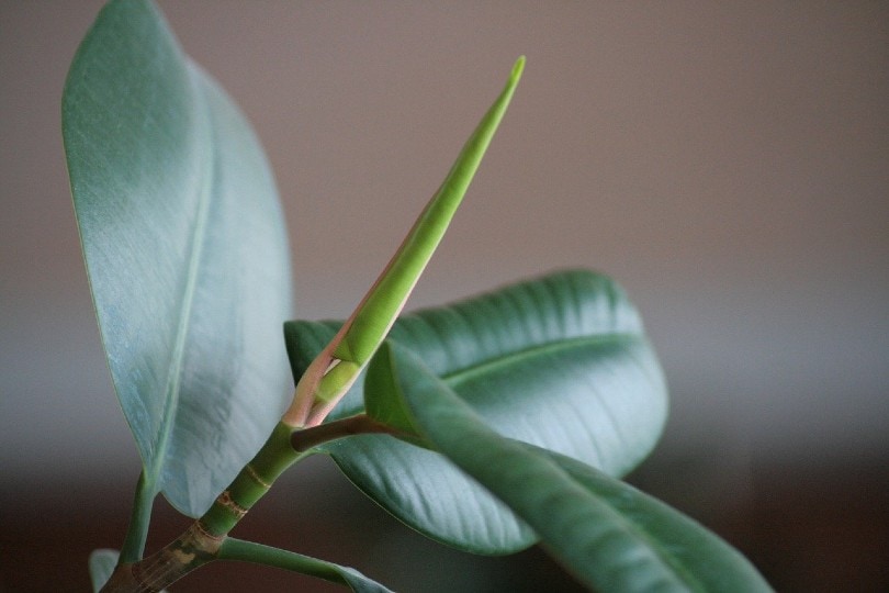 Rubber Plant