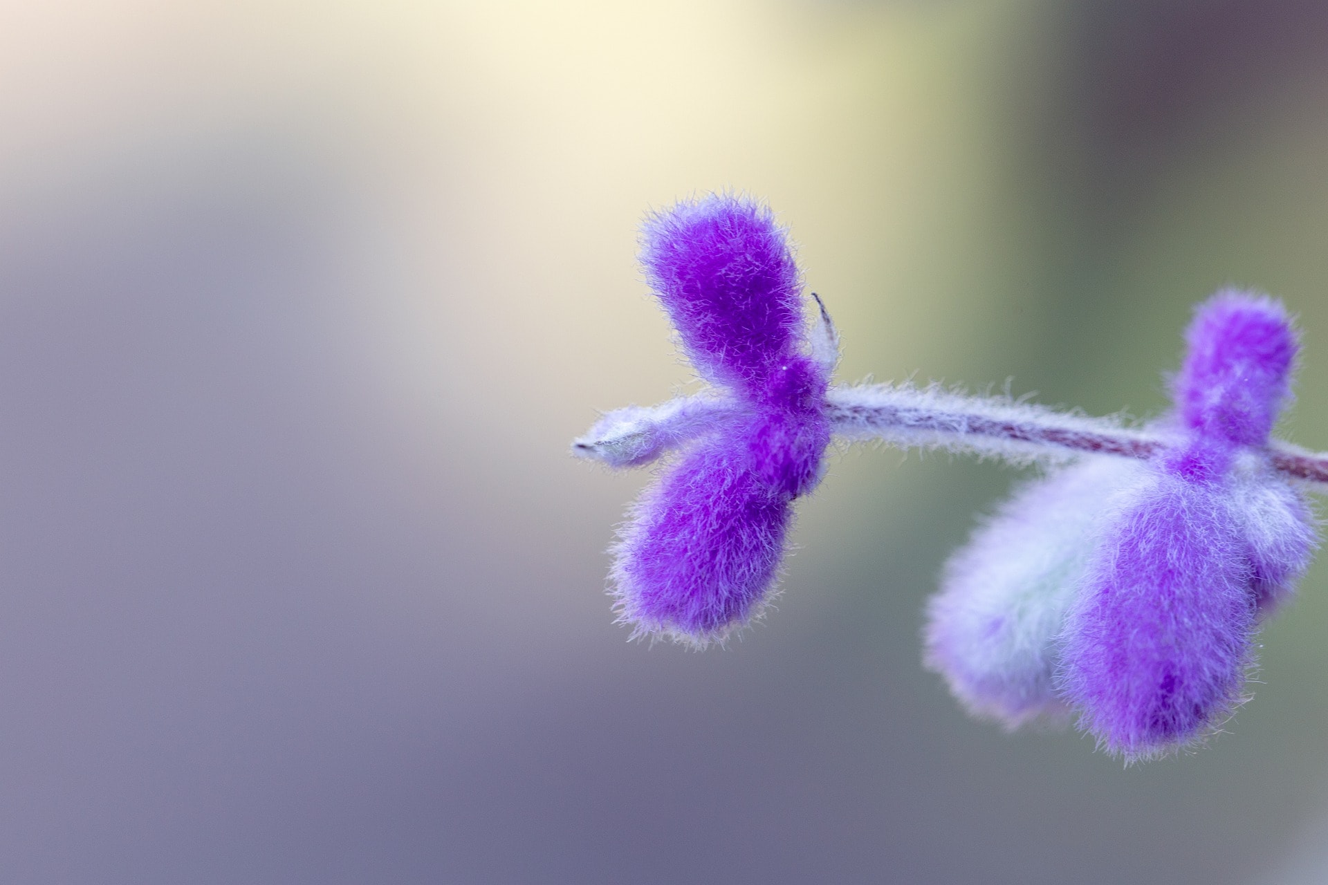 Russian Sage