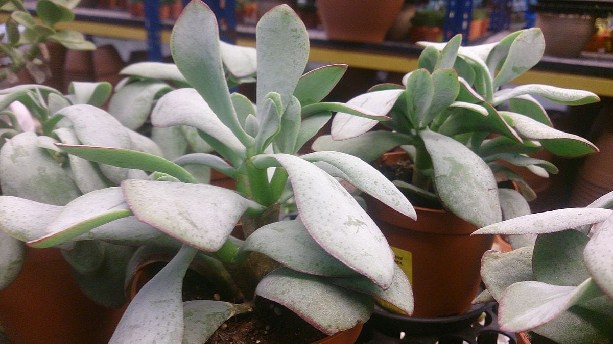 Silver Dollar Plant (Crassula arborescens) 1