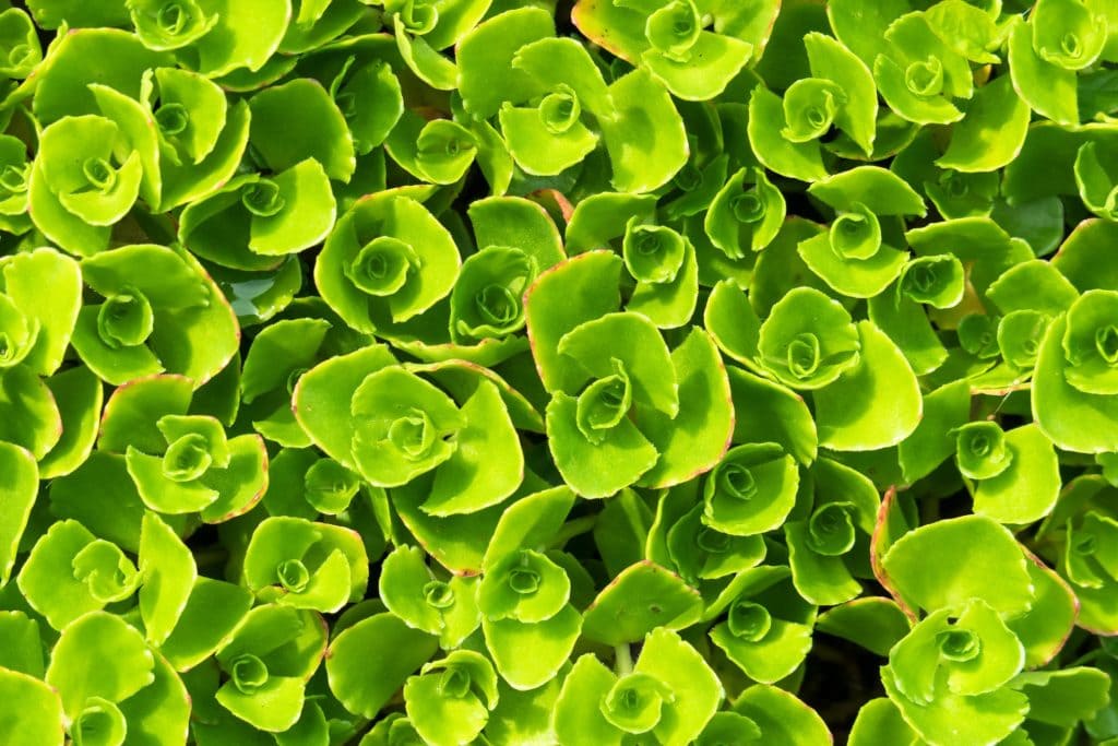 Stonecrop