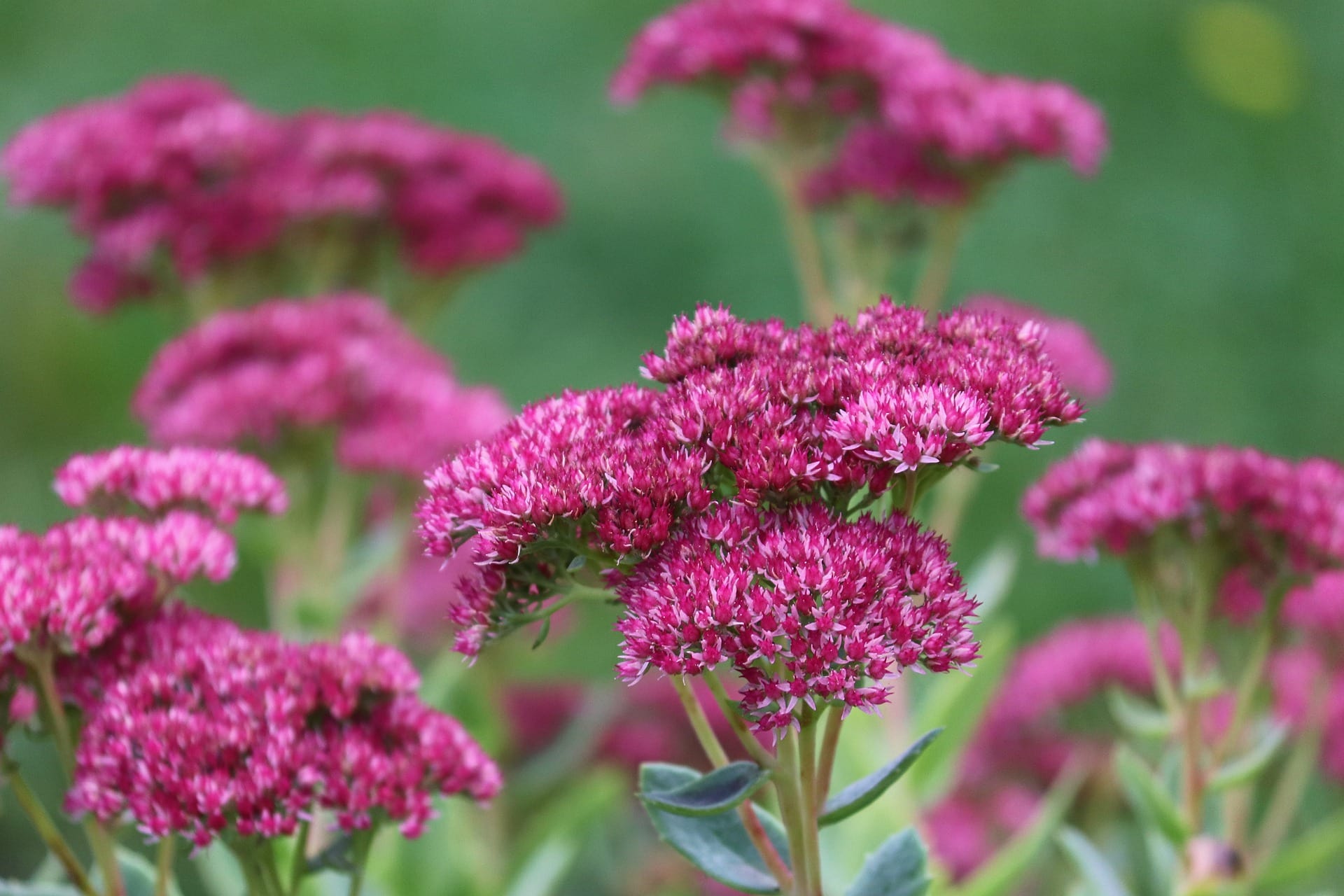 Stonecrop