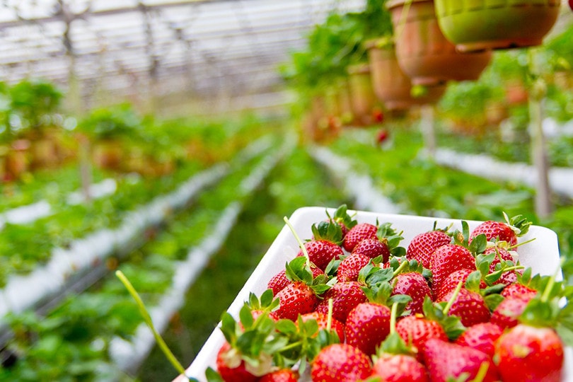 Strawberries