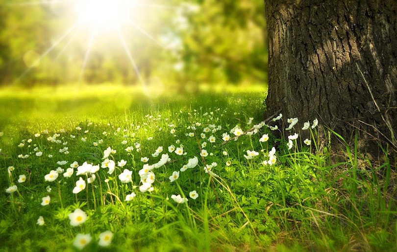 Sunlight