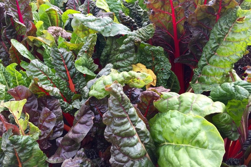 Swiss Chard