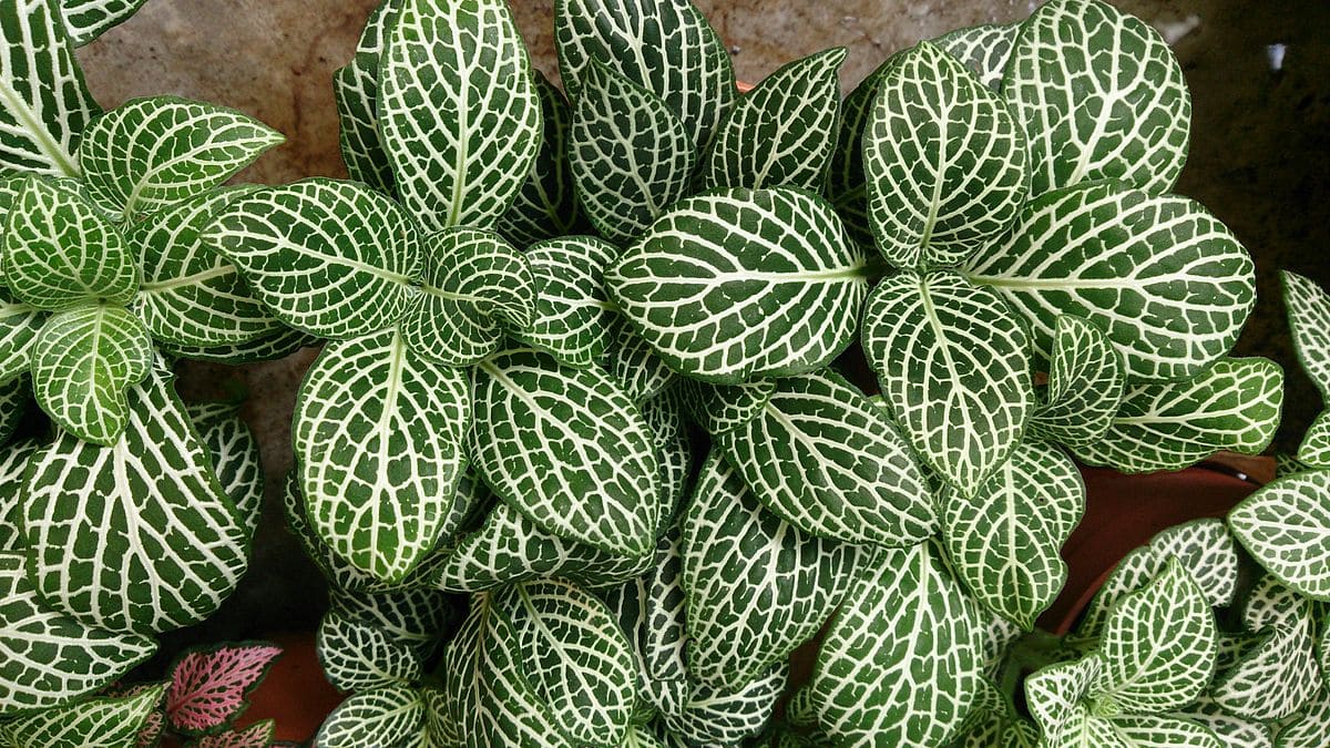 White Nerve Plant (Fittonia albivenis)